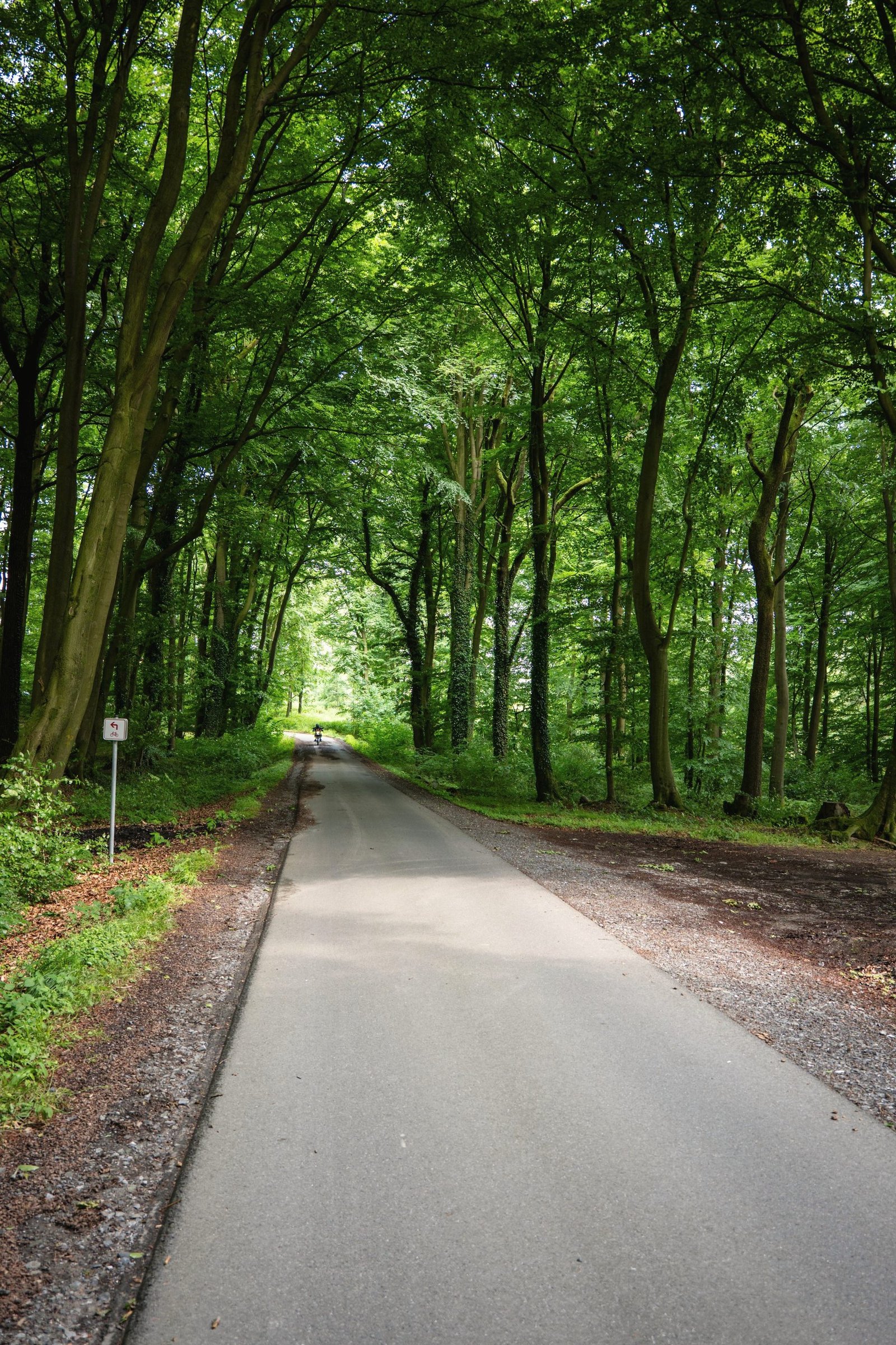 A narrow road running under a dense tunnel of overhanging trees.